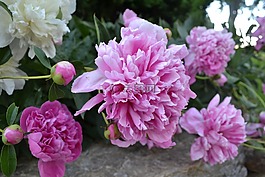 牡丹,世界地球日,鮮花