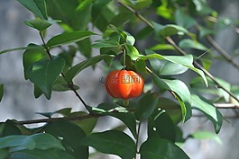 脚 pitanga,水果,性质