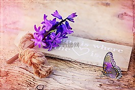 風(fēng)信子,紫,花