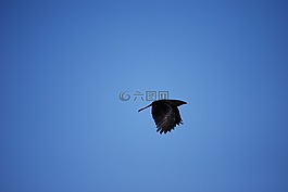 烏鴉,鳥,鳥類