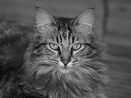 貓,浣熊手,動物