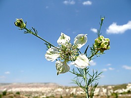 花,天空,花瓣
