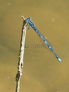 蜻蜓,蓝蜻蜓,池塘