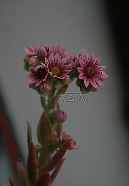 独特的花,自然,花的
