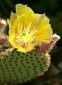 仙人掌,仙人掌開(kāi)花,詳細(xì)