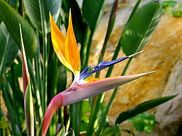 天堂鳥(niǎo),鮮花,鳥(niǎo)花