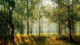 景观,奥顿效应,奥尔顿