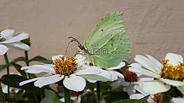 gonepteryx rhamni,蝴蝶,zinnias