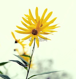 黃花,植物,特寫