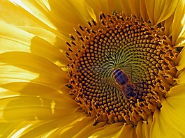 太陽花,開花,蜜蜂