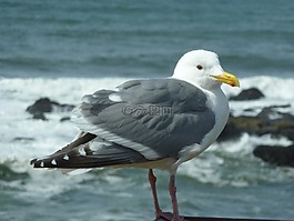 海鷗,鳥,海灘