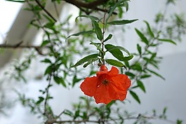花,石榴,安石榴