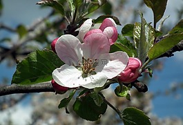 樹,花,蘋果