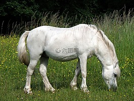 馬,動物,寵物