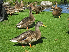 鴨,草,公園