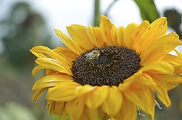 太陽花,蜜蜂,性質