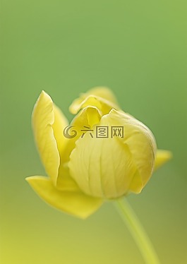黃色花,花,s