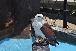 馬尼拉海洋公園,鷹,站在