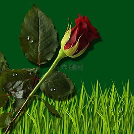 性質(zhì),葉,植物