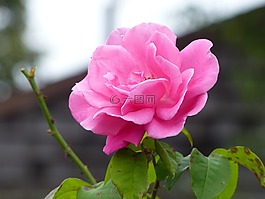 自然,花,植物區(qū)系