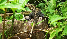 野生動物,動物,伊瓜納