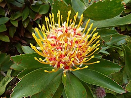 自然,植物區(qū)系,花
