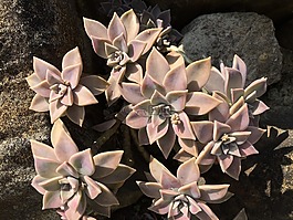 鮮花,多肉植物,echeveria