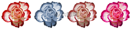 玫瑰,花,玫瑰綻放