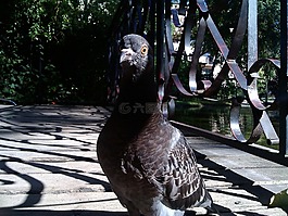 鴿子,公園,性質(zhì)