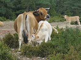 牛,母乳喂養(yǎng),農(nóng)業(yè)
