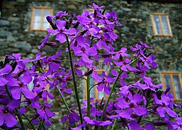 紫色的小花,春天的花朵,庭園