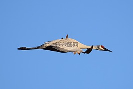 沙丘,起重機(jī),飛行