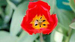 花,橙花,keukenhof