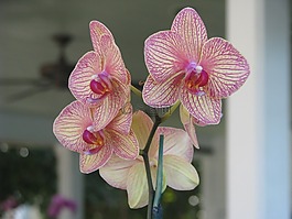 蘭花,花,花的