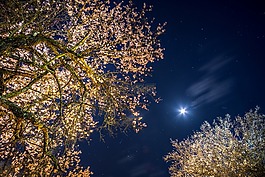 天空,月亮,夜晚