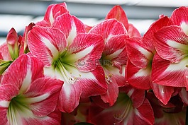 鮮花,keukenhof,荷蘭