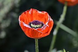 罌粟花,紅罌粟,klatschmohn