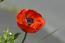 罌粟,klaschtmohn,性質(zhì)