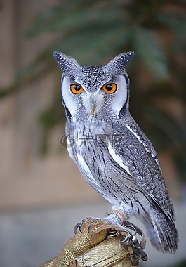 zwerguhu,雕鸮,猫头鹰