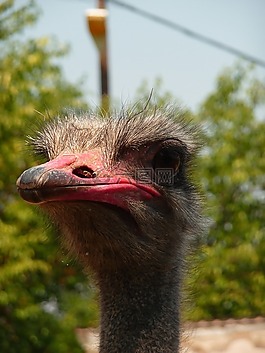 鴕鳥(niǎo),動(dòng)物,動(dòng)物園