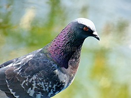 女性,鴿子,鳥