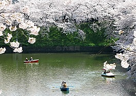 千鳥是櫻花,皇家海岸,日本的春天