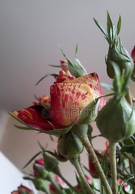 ros,黃色,紅色