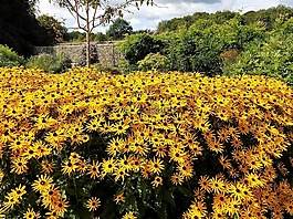 威爾士,花園,公園