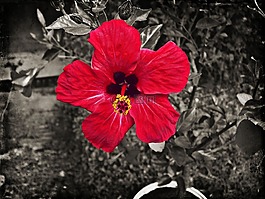 槿,花,紅