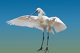 動物,鳥,蒼鷺
