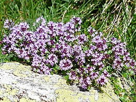 麝香草,开花,花