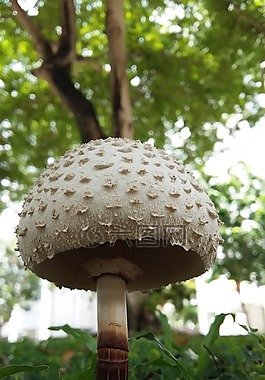 蘑菇,菌類,自然