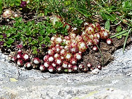蜘蛛 web 房市,花,高山花卉