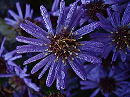 花,露,雨滴